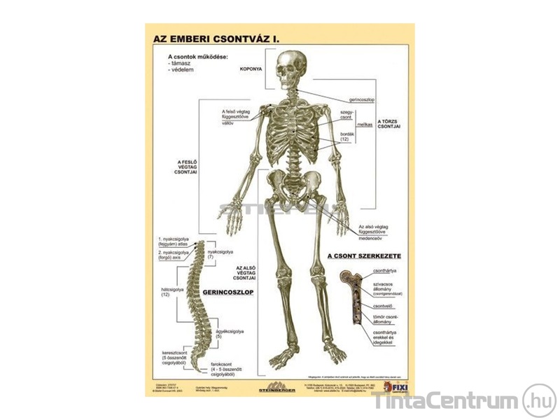 Tanulói munkalap, A4, STIEFEL "Az emberi csontváz"