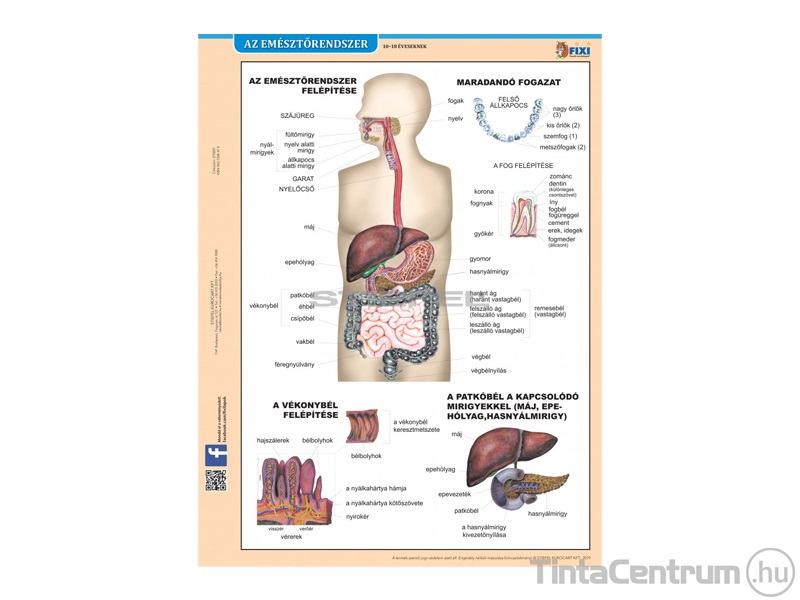 Tanulói munkalap, A4, STIEFEL "Az emésztőrendszer"