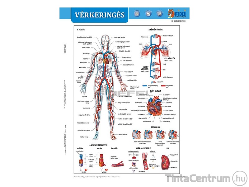 Tanulói munkalap, A4, STIEFEL "Vérkeringés"