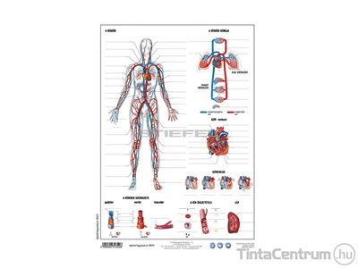 Tanulói munkalap, A4, STIEFEL "Vérkeringés"