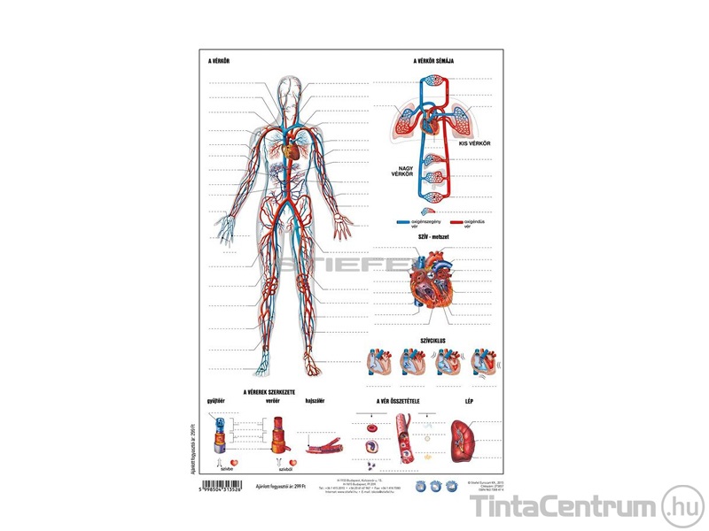 Tanulói munkalap, A4, STIEFEL "Vérkeringés"